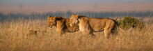 Panorama Of Lionesses Walking Side-by-side In Grass