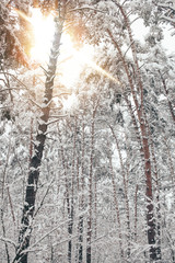 Wall Mural - scenic view of snowy trees and sunlight in winter forest