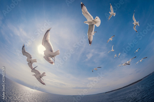 Fotomural flock of seagulls flying over the sea with a background of blue sky, fisheye dis