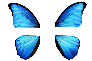 Poster - natural blue butterfly wings disassembled into four parts