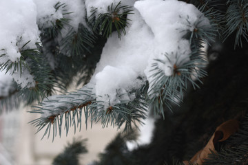 Wall Mural - Branch of fir tree covered with snow. Concept of first snow and winter