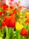Fototapeta Kwiaty - Beautiful Red Tulips for background..