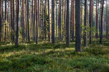  radiant sun light shining through tree branches in forest