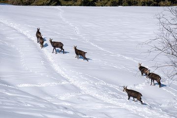 Wall Mural - Chamois deer on white snow in winter