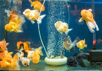 Goldfish swimming in the fish tank