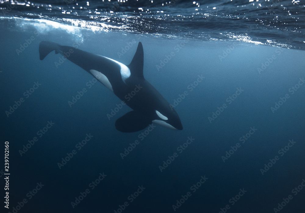Male orca diving in Norway - obrazy, fototapety, plakaty 