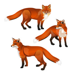 Wall Mural - Red fox set