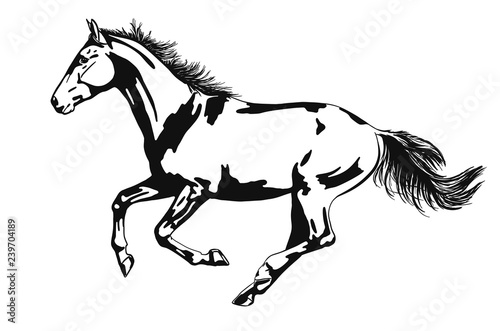 Fotografía Vector image of a horse running gallop isolated on white background