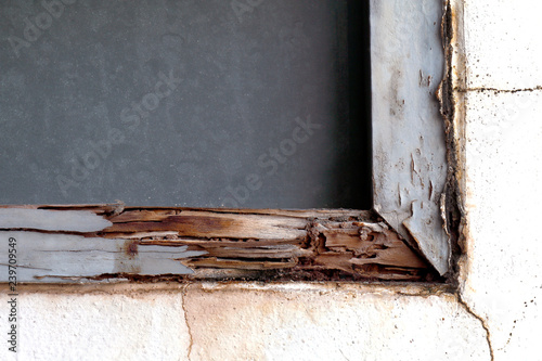 Fotografie, Obraz termite nest at wooden wall, nest termite at wood decay window sill architrave,