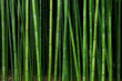 canvas print picture - bamboo forest pattern