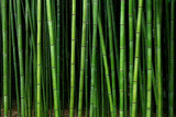 Fototapeta Bambus - bamboo forest pattern