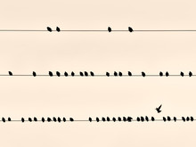 Black Birds On A Wire