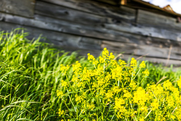 Macro closeup of field mustard flowers growing by shed in weeds countryside