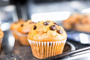 Macro closeup of one chocolate chip vanilla muffin in paper liner, pastry dessert sweets for continental breakfast, on tray display in food store