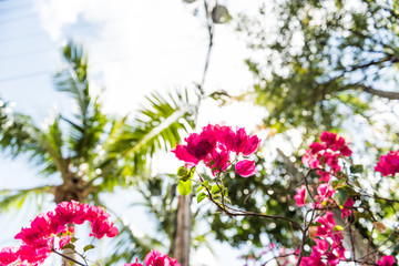 Wall Mural - Closeup isolated vibrant pink bougainvillea flowers in Florida Keys or Miami looking up, sun, sunny sunlight, blue cloudy sky, green palm trees during summer spring low angle day