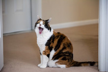 Funny Cute Expression Face Female Calico Cat Sitting On Carpet In Home Room Inside House, Green Eyes, Funny Yawning Humor With Open Mouth Meme
