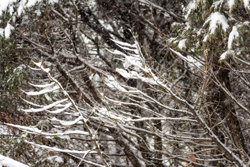 Wall Mural - Trees, forest high angle view pattern with snow covered brown branches during blizzard white storm weather, snowflakes falling in Virginia