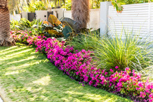 Vibrant Pink Bougainvillea Flowers In Florida Keys Or Miami, Green Plants Landscaping Landscaped Lining Sidewalk Street Road House Entrance Gate Door Springtime Summer