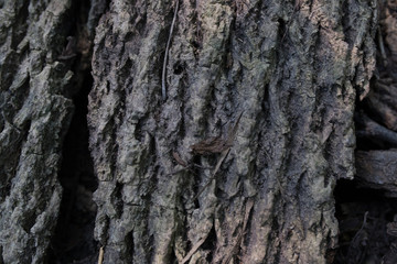 bark of a tree