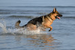 Cane pastore tedesco corre nell'acqua del mare sollevando spruzzi . Cane felice che corre nella spiaggia