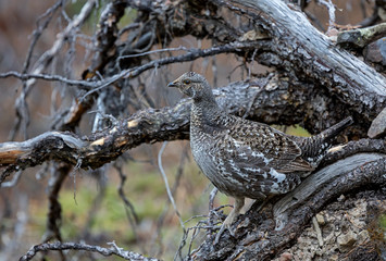 dusky grouse - female