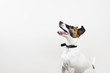 Cute intelligent puppy looking up in white background. Smooth fox terrier dog sitting in isolated studio background