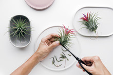 Tillandsia Air Plant On A White Background, Creative Flat Lay Minimal Gardening Concept