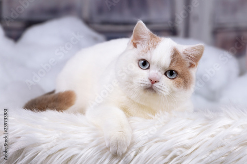 Britisch Kurzhaar Katze Kitten Mit Blauen Augen Blue Eyes