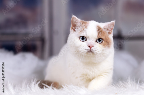 Britisch Kurzhaar Katze Kitten Mit Blauen Augen Blue Eyes