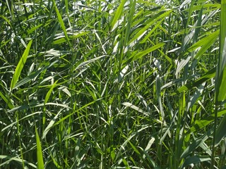 Green grass reed phragmites, green background,  fresh leaves in