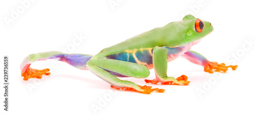 Fotografía Red eyed tree frog crawling or walking over white background.
