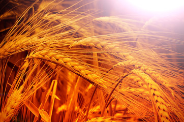 Sticker - Wheat field. Ears of golden wheat close up.