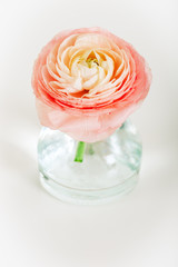 Wall Mural - Soft pastel pink buttercup flower in small vase on white background, vertical image