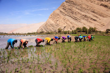 Wall Mural - Peruvian workers who work the rice paddies in Peru