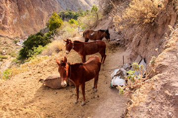 Wall Mural - Peruvian animals, houses, country landscape, colca Canyon