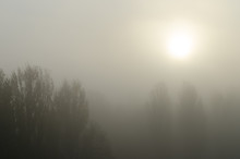 The Autumn Morning Tight Fog And Sun Under Crowns Of Poplars