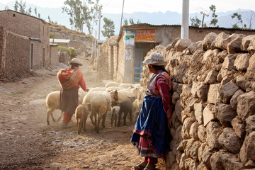 Wall Mural - Peruvian animals, houses, country landscape, colca Canyon