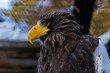 © Maxo Davion - Steller's sea eagle Орлан белоплечий