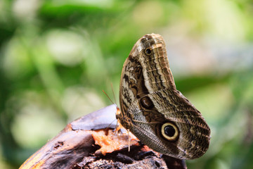 Wall Mural - A beautiful Peruvian Butterfly in a reserve in Peru