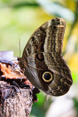 Wall Mural - A beautiful Peruvian Butterfly in a reserve in Peru