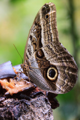 Wall Mural - A beautiful Peruvian Butterfly in a reserve in Peru