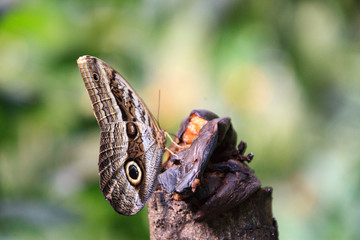 Wall Mural - A beautiful Peruvian Butterfly in a reserve in Peru