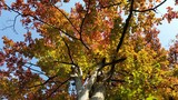 Fototapeta Młodzieżowe - Autumn colors Parrotia persika