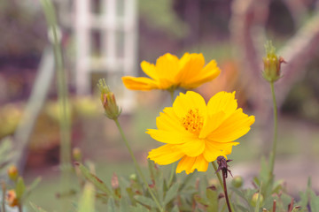 Wall Mural - yellow cosmos at backyard