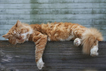 Country Cat Napping On A Fence In The Barnyard.