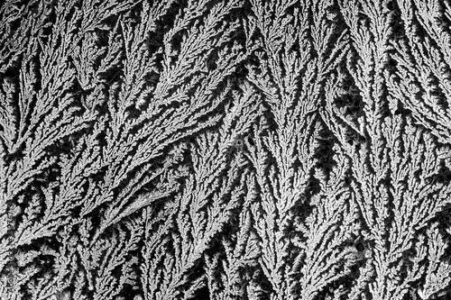 Fotografie, Obraz A natural pattern created by frost and water