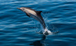 white sided dolphin jumping out of water