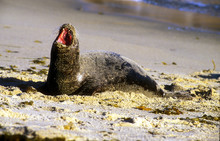 Seal Barking On Beach