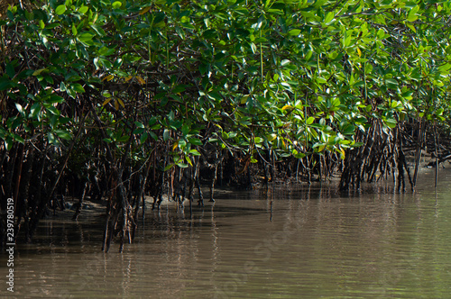 Fotografía mangrove forest nature near water in an estuary