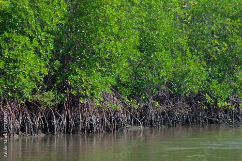 Fotografia mangrove forest nature near water in an estuary